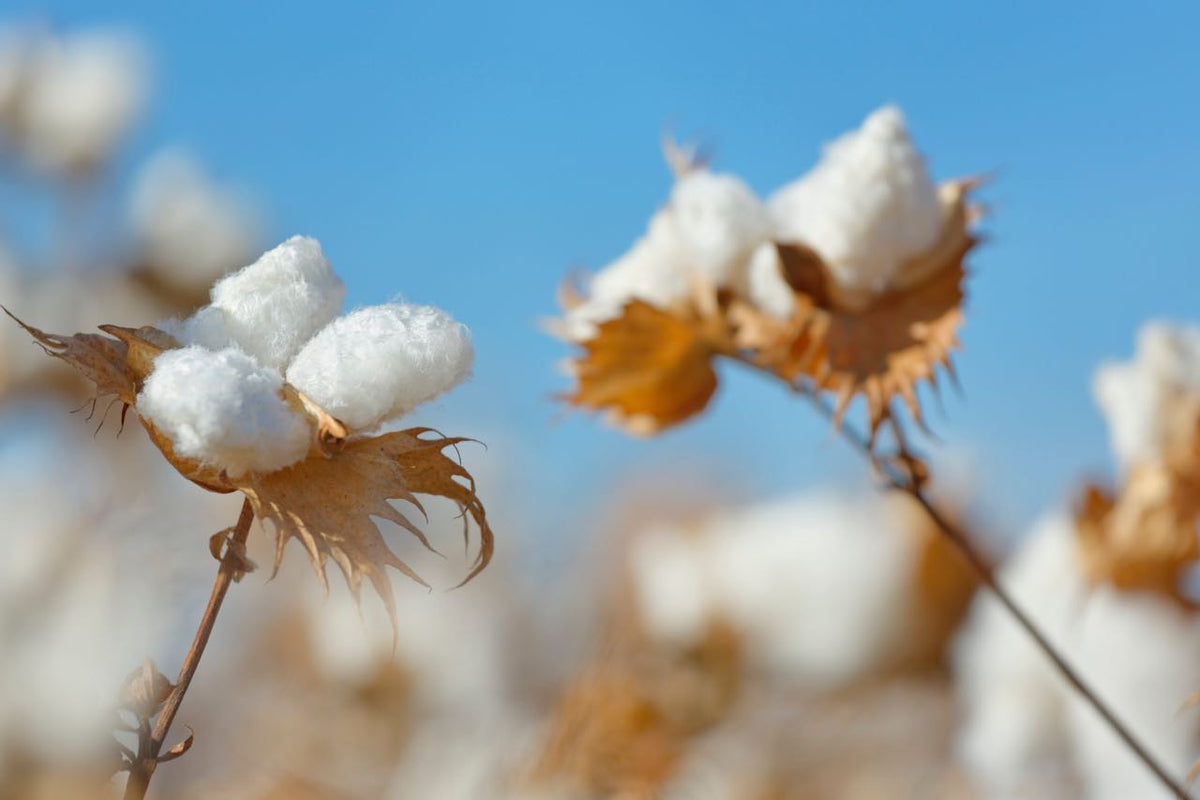 The finest sheets start with the world's best cotton