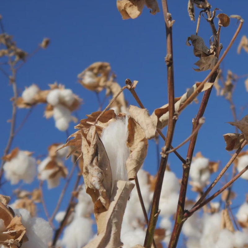 video of growing american cotton in the usa. 