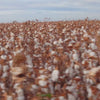 Video footage of a cotton farm in America.